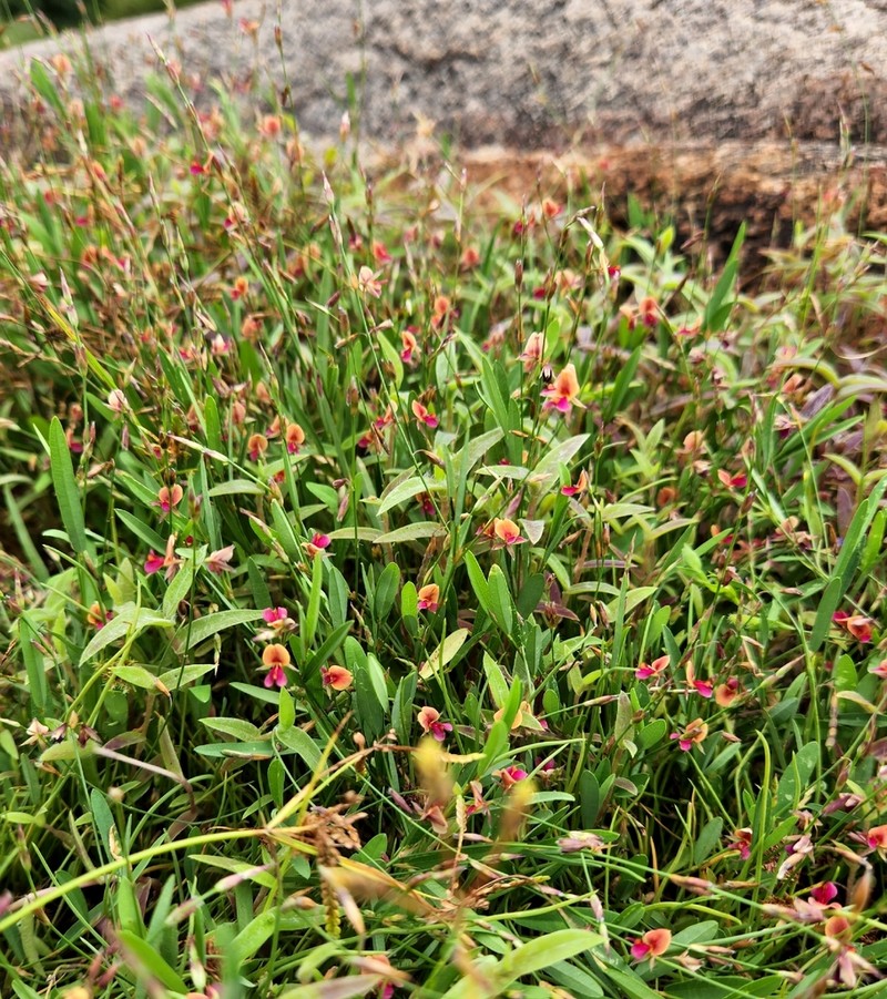 Bupleurum-Leaved Alysicarpus photo 5