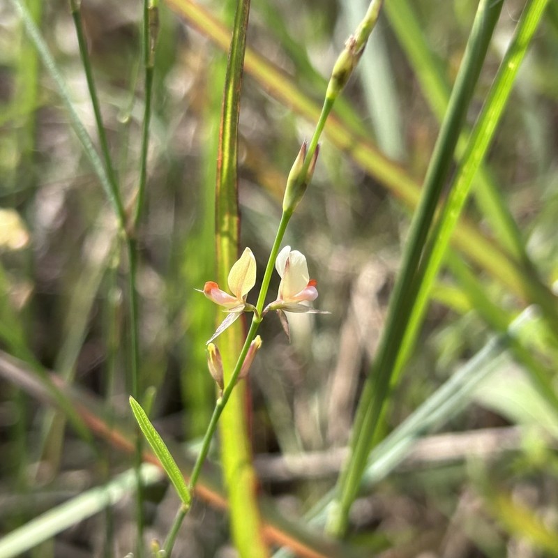 Bupleurum-Leaved Alysicarpus photo 6