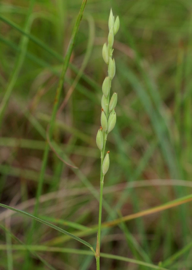 Bupleurum-Leaved Alysicarpus photo 8