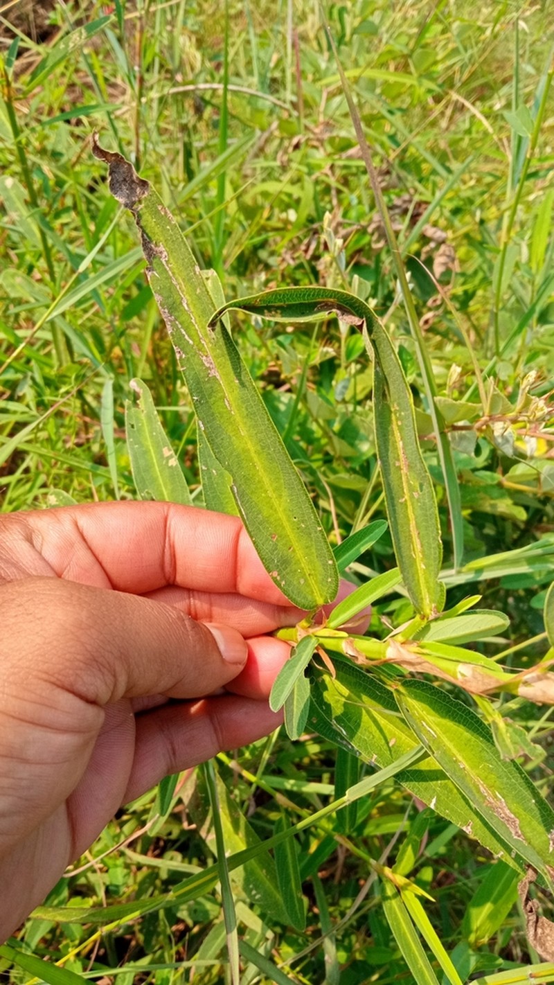 Alysicarpus longifolius