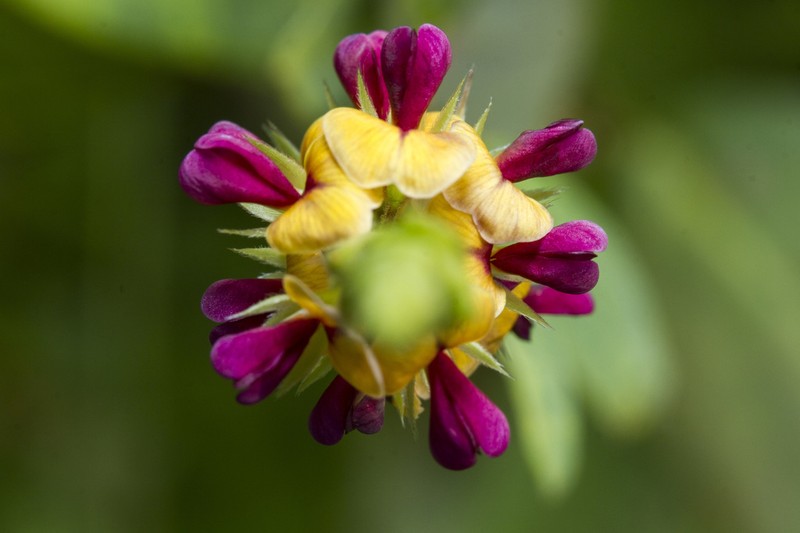 Alysicarpus longifolius photo 2