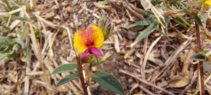 Alysicarpus luteovexillatus