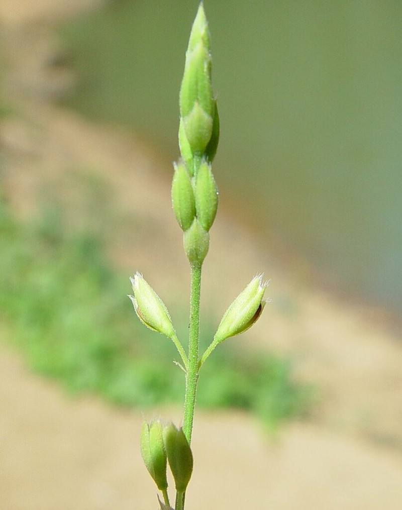 Alysicarpus muelleri