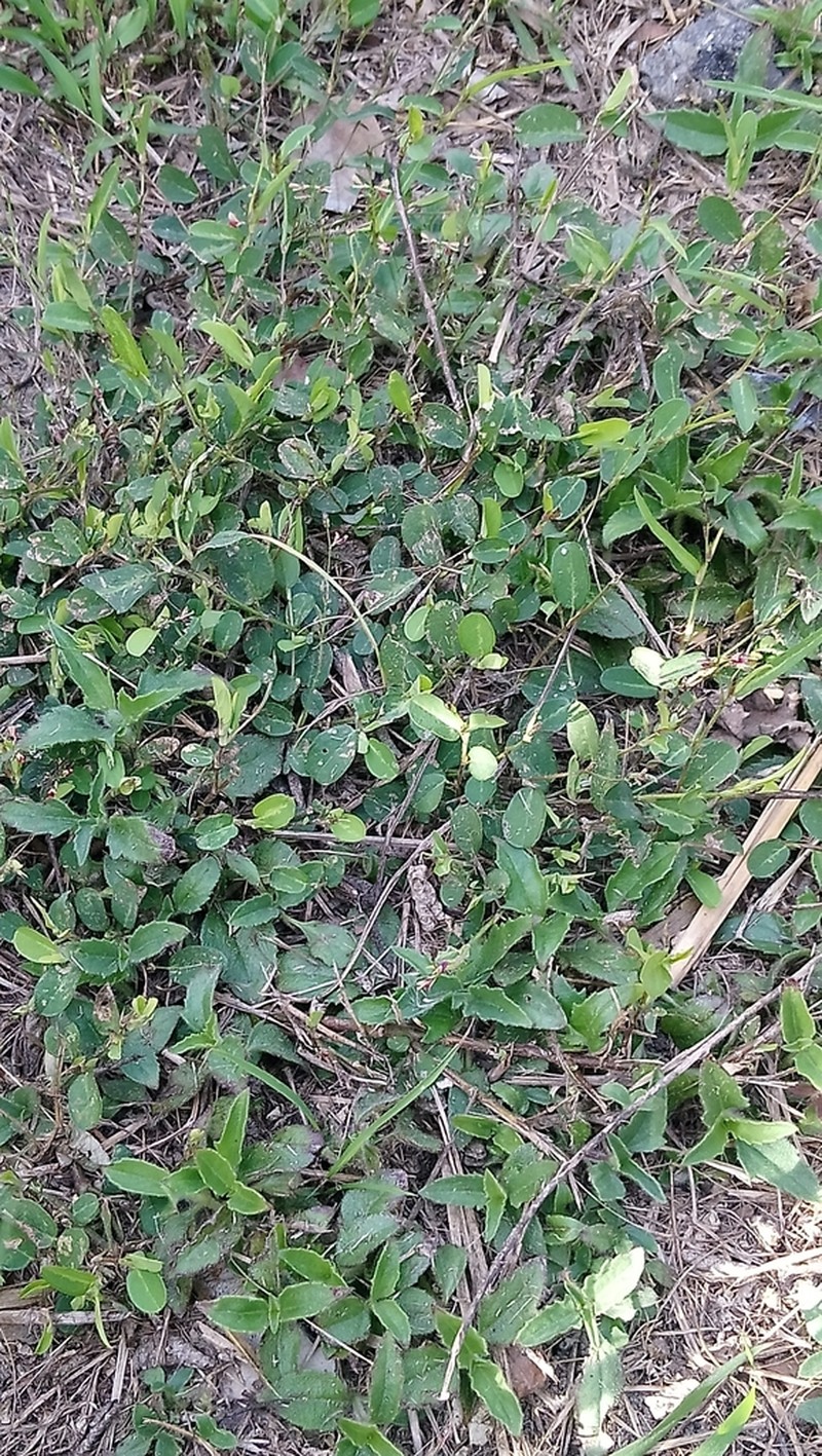 Alyce Clover photo 6