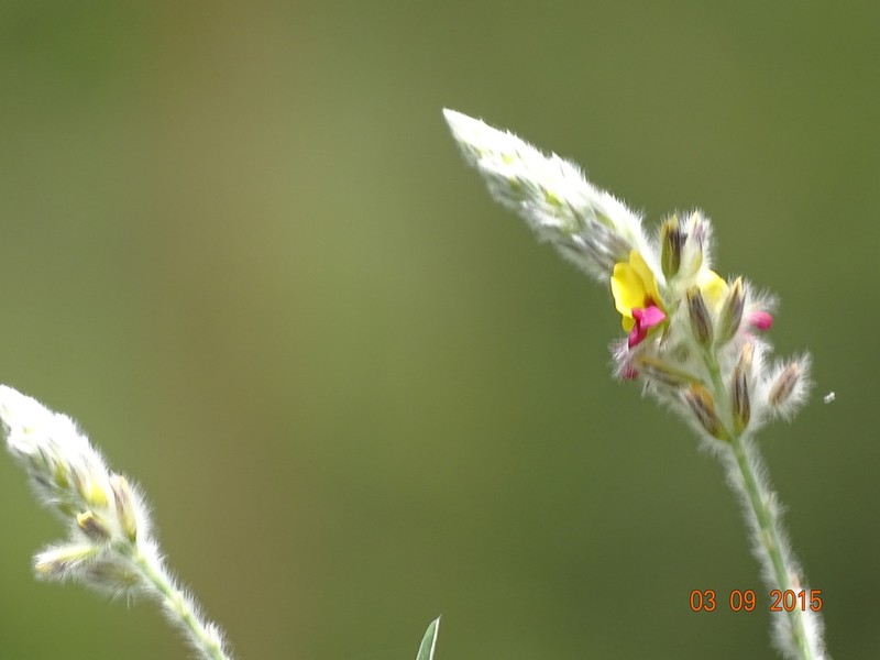 Alysicarpus pubescens photo 5