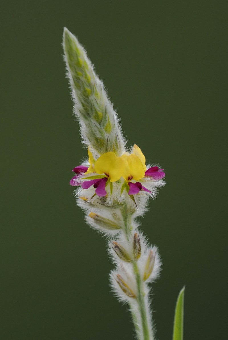 Alysicarpus pubescens photo 7