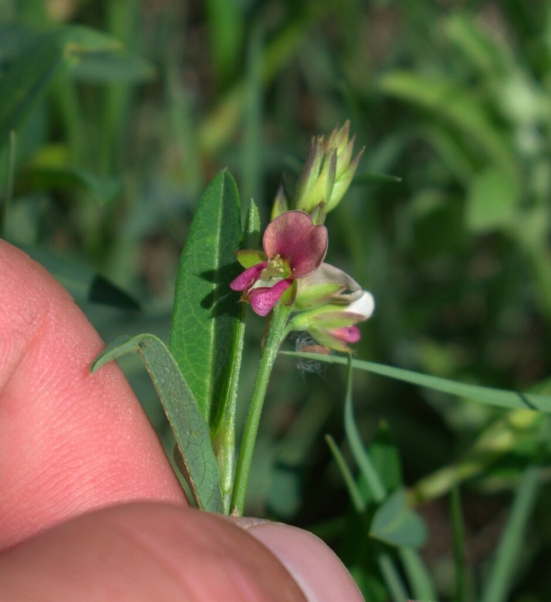 Red Moneywort