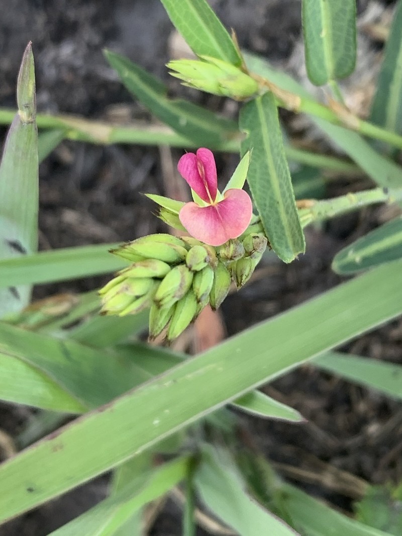 Red Moneywort photo 2