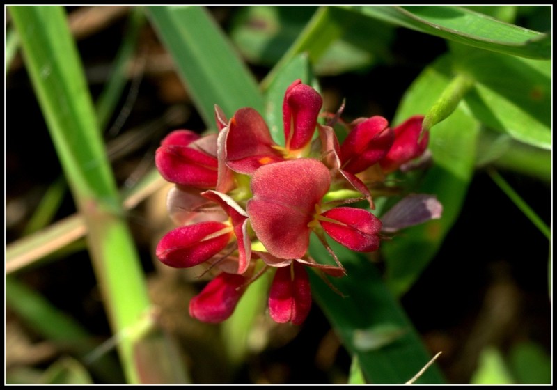 Red Moneywort photo 3