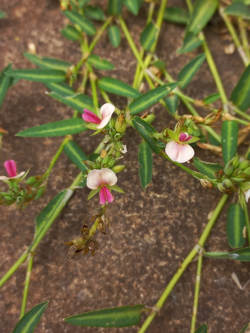 Red Moneywort photo 4