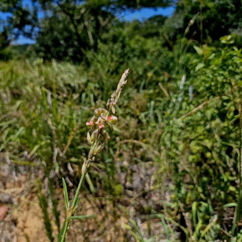 Red Moneywort photo 5