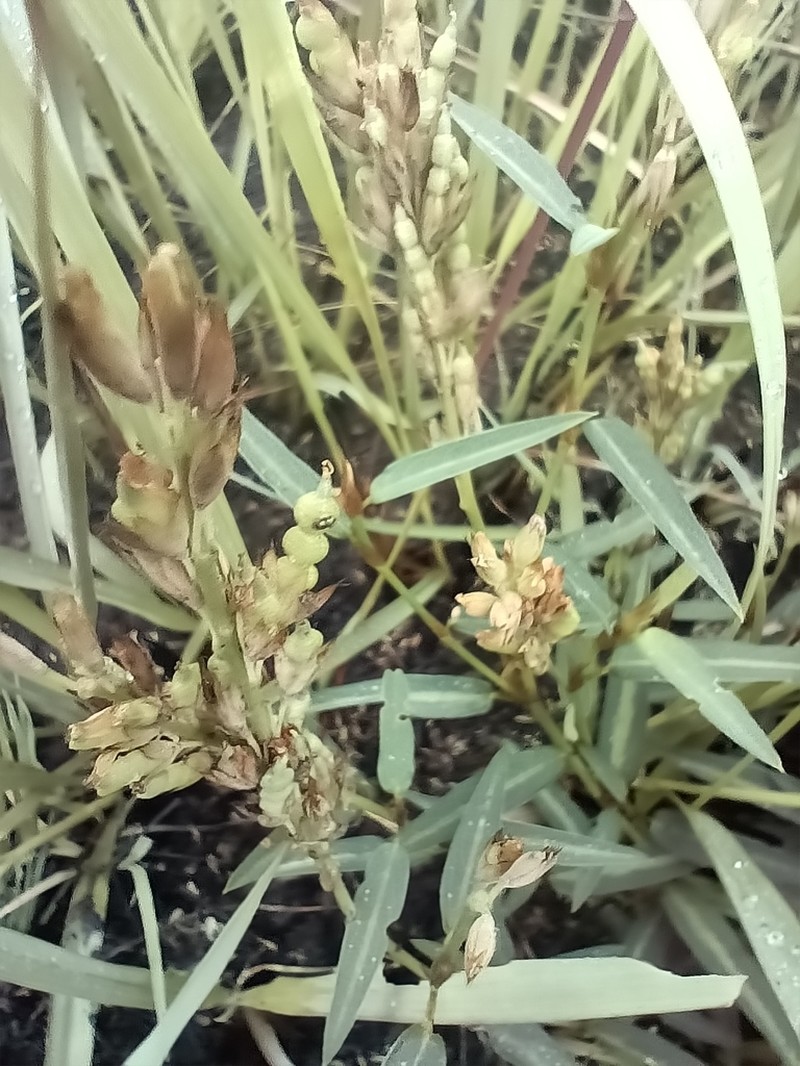 Red Moneywort photo 6