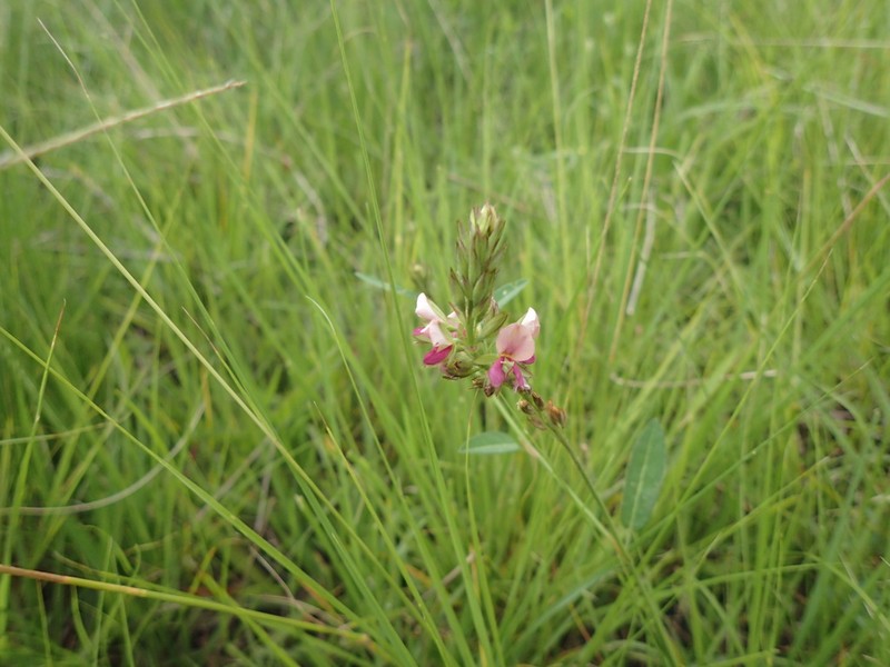 Red Moneywort photo 7