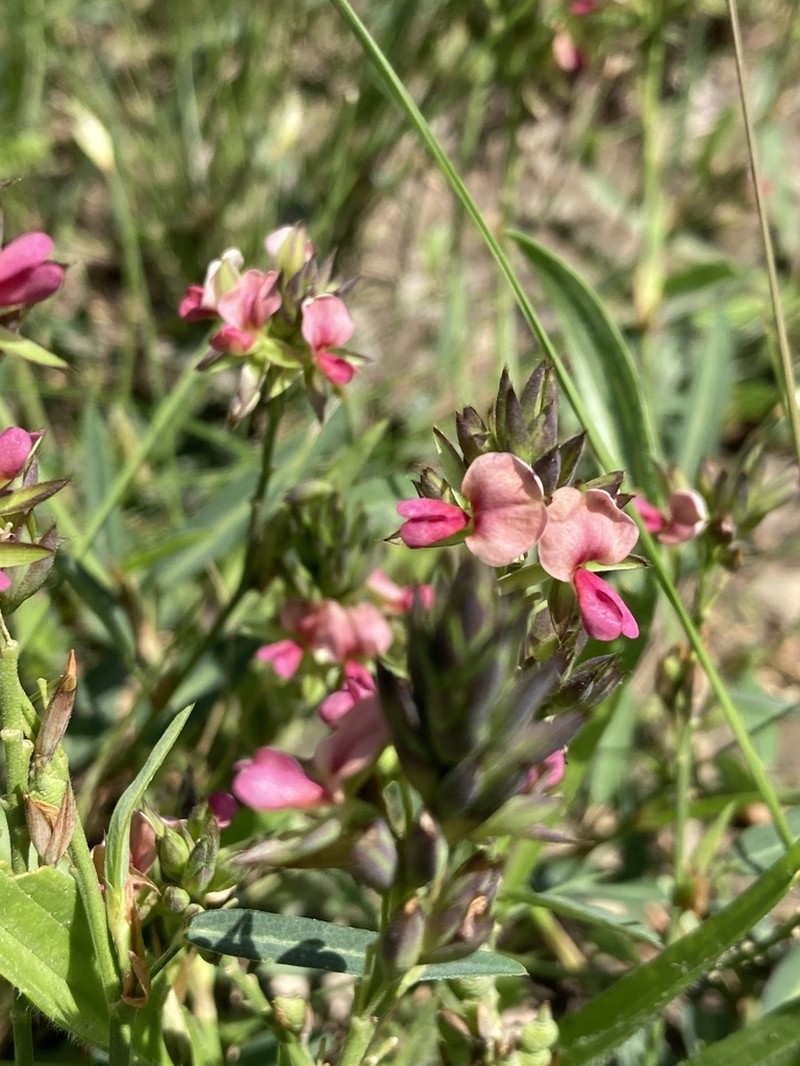 Red Moneywort photo 8