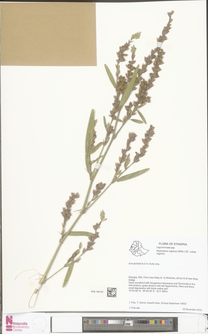 Alysicarpus rugosus subsp. rugosus photo 2