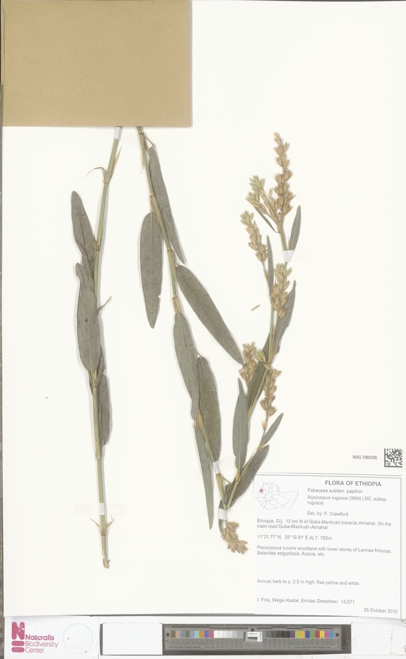 Alysicarpus rugosus subsp. rugosus photo 3