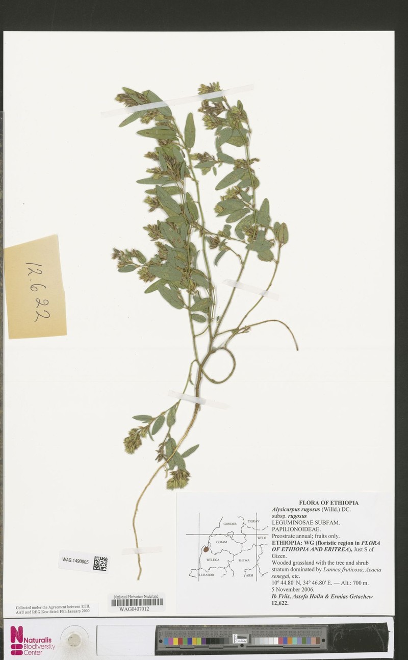 Alysicarpus rugosus subsp. rugosus photo 4