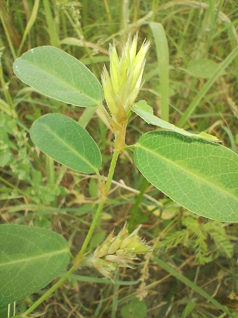 Alysicarpus scariosus