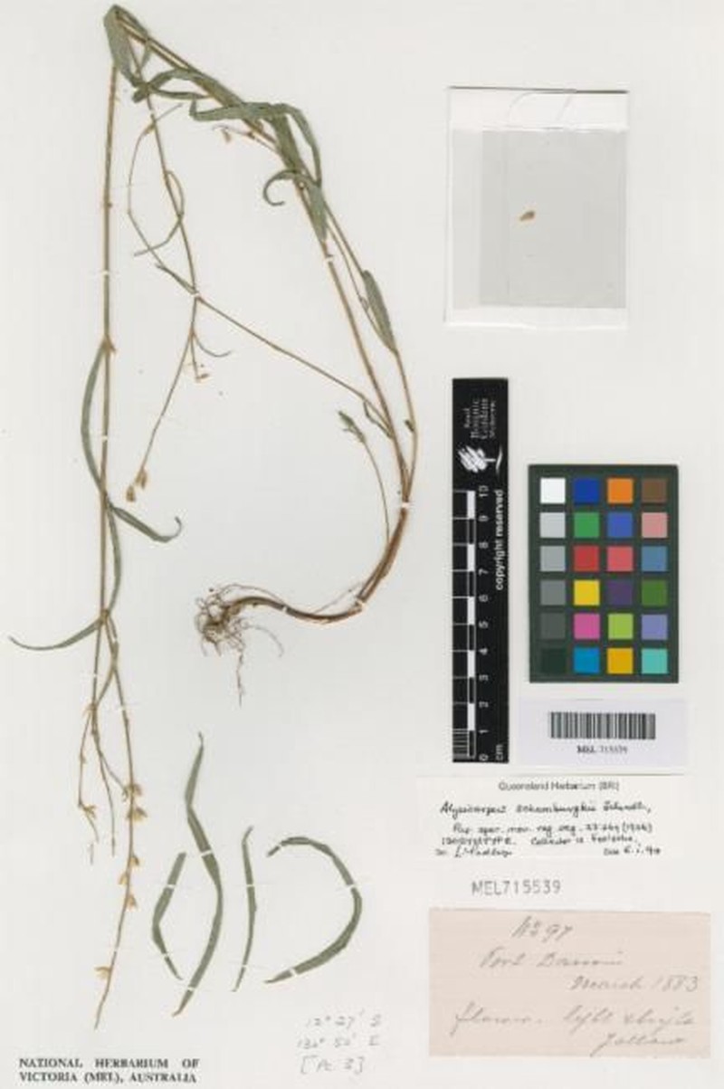Alysicarpus schomburgkii