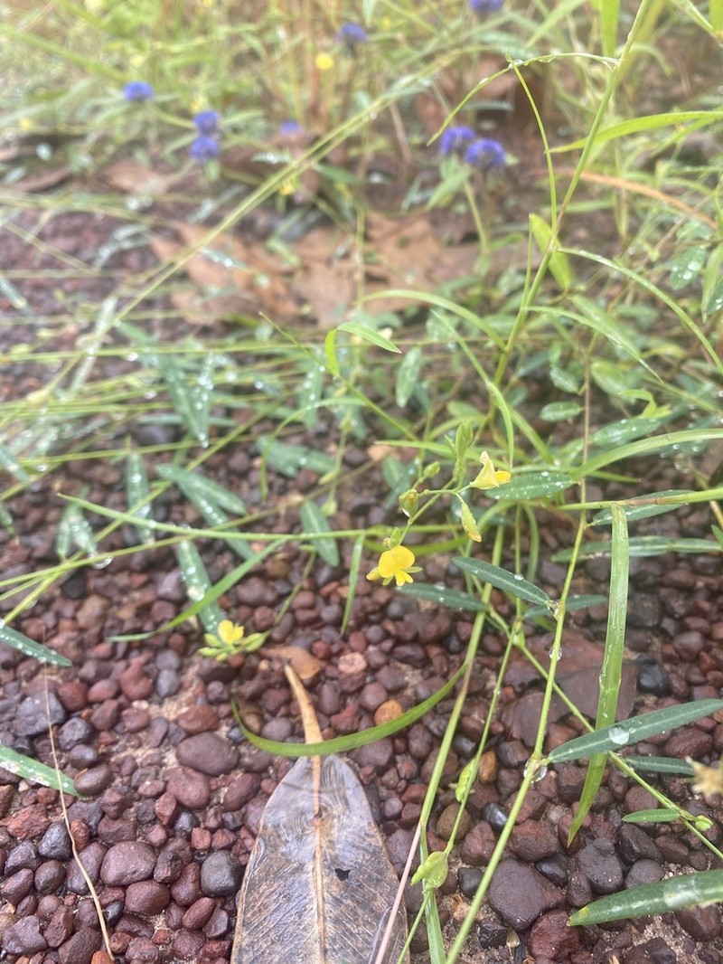 Alysicarpus schomburgkii photo 5