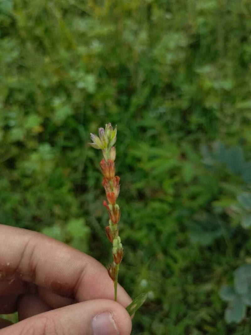 Alysicarpus tetragonolobus photo 7