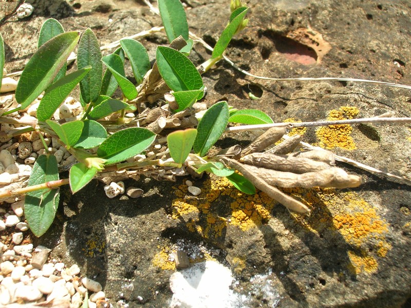 White Moneywort