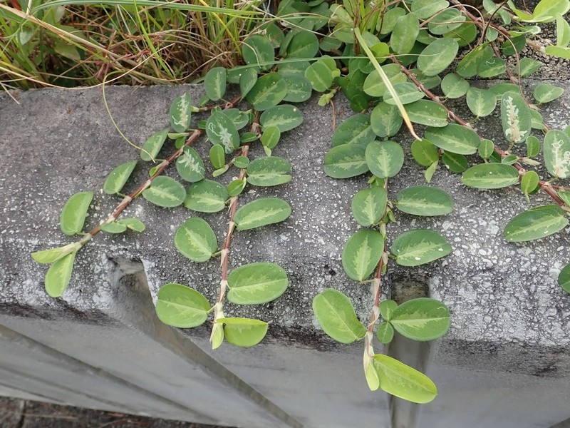 White Moneywort photo 3