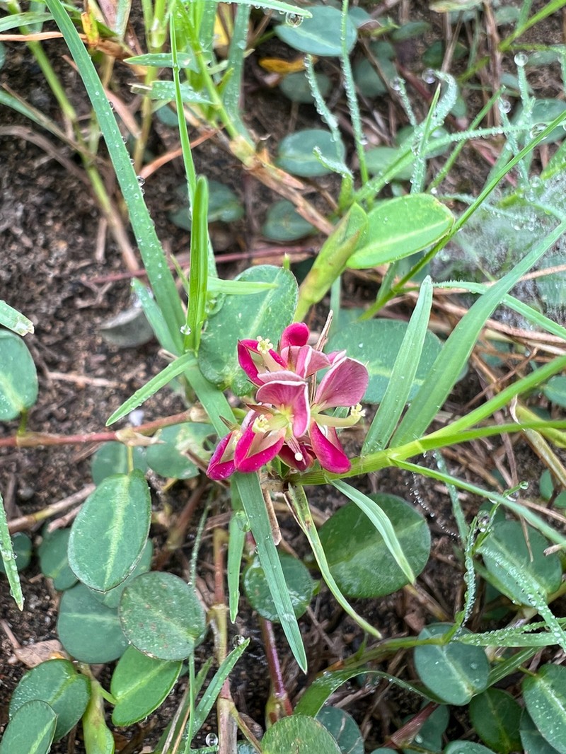 White Moneywort photo 4