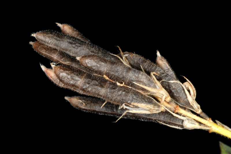 White Moneywort photo 6