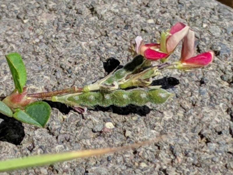 White Moneywort photo 7