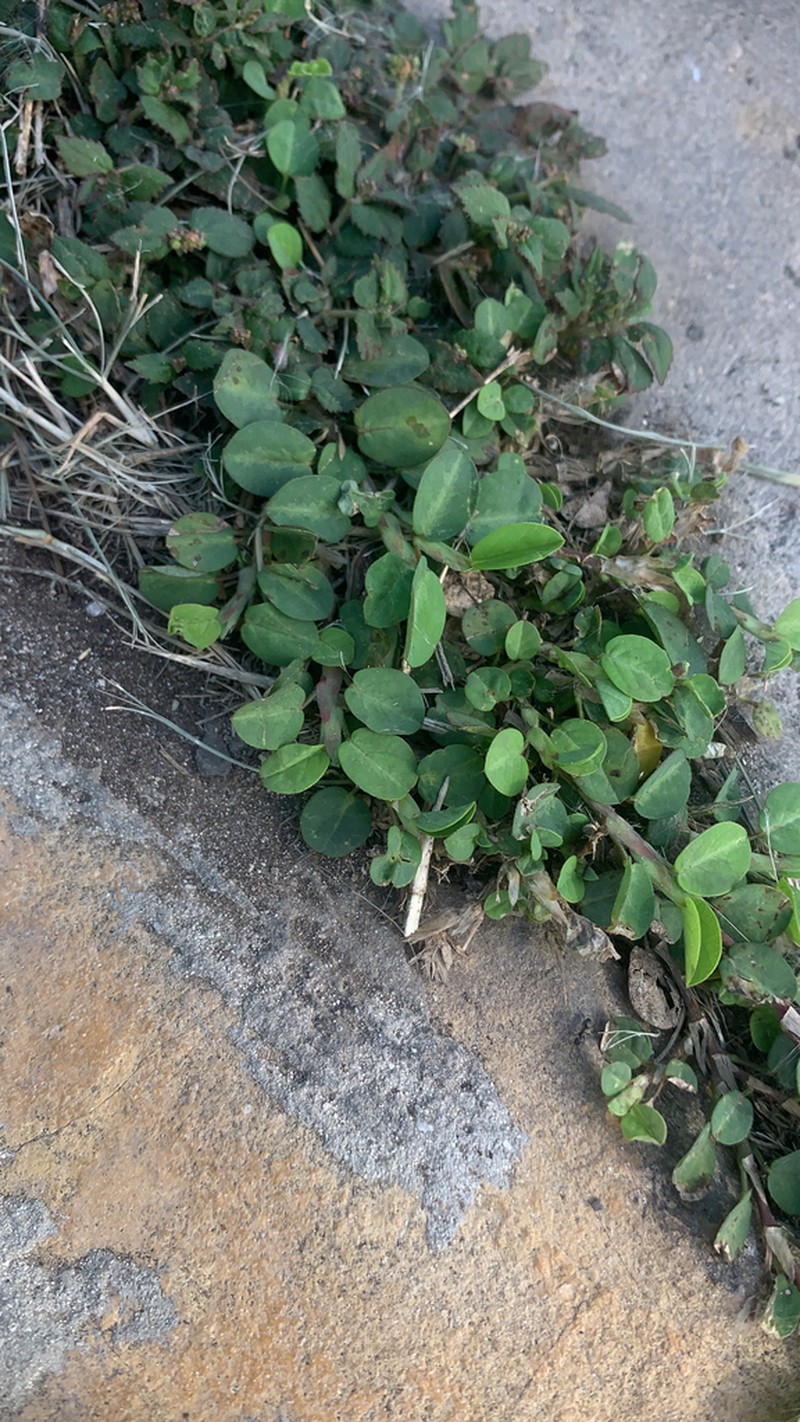 White Moneywort photo 8