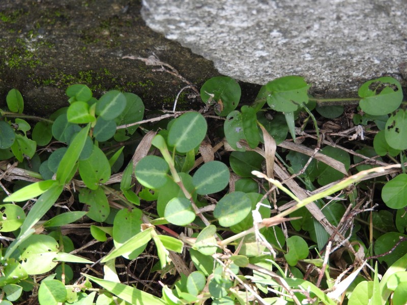 Alysicarpus vaginalis var. vaginalis photo 3