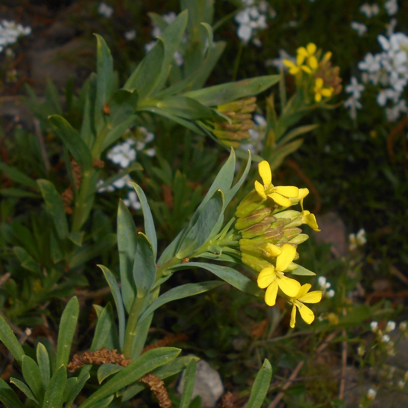 Alyssoides utriculata photo 2