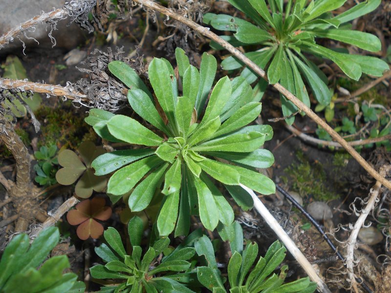 Alyssoides utriculata photo 3