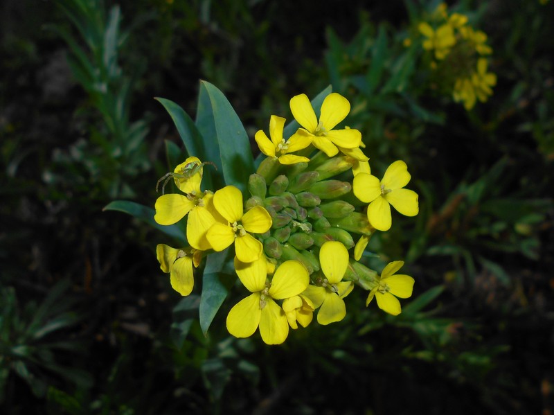 Alyssoides utriculata photo 4