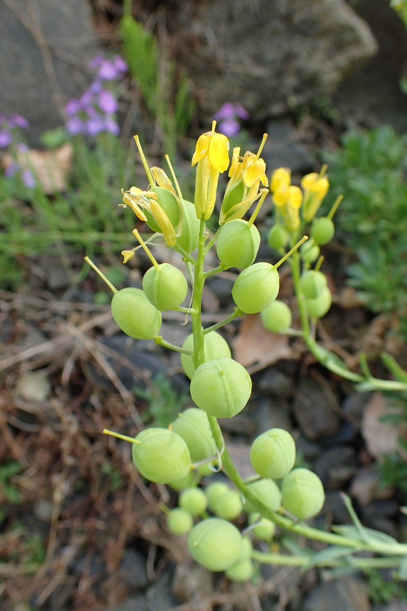 Alyssoides utriculata photo 5