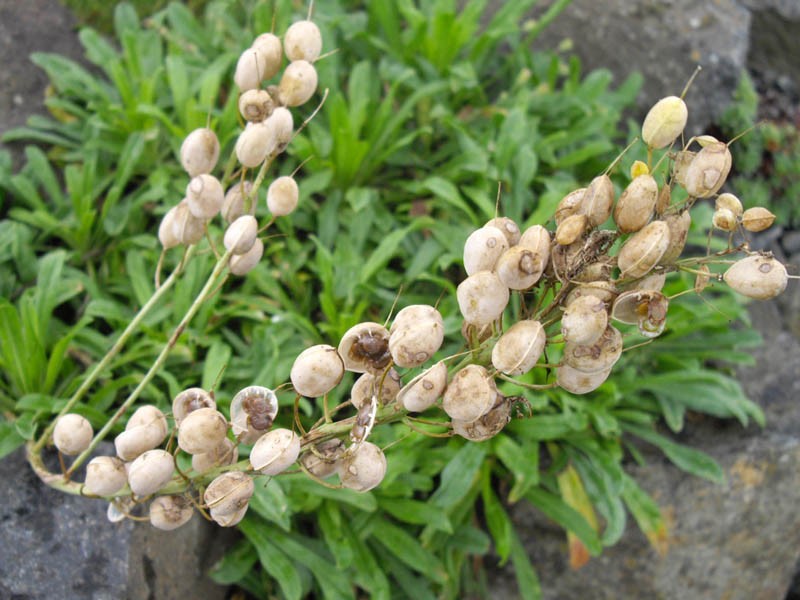 Alyssoides utriculata photo 6