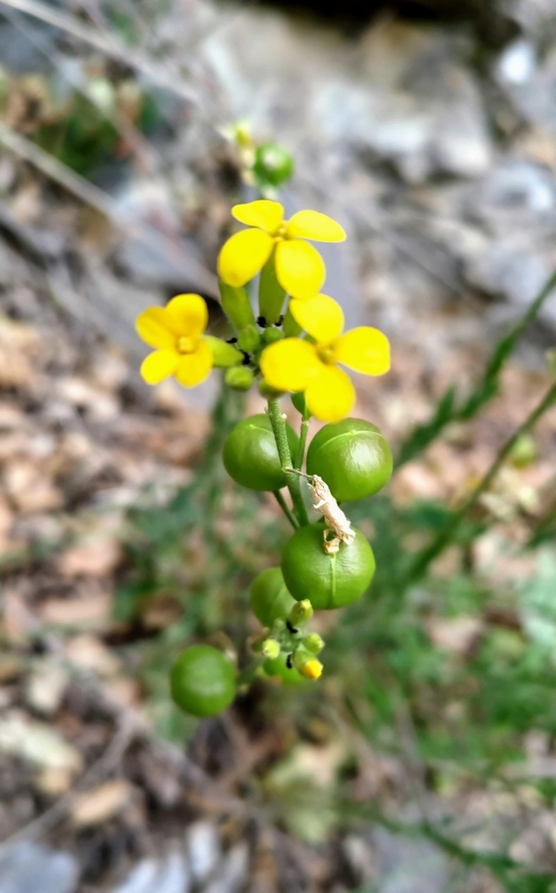 Alyssoides utriculata photo 8