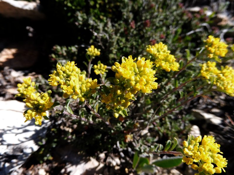 Alyssum alpestre