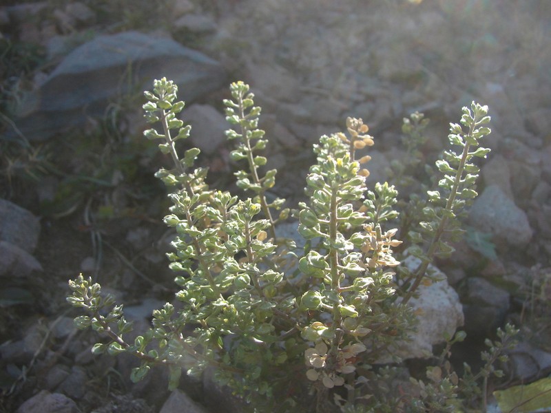Pale Madwort photo 2