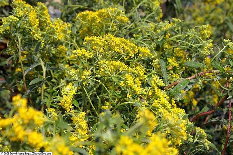 Alyssum argenteum