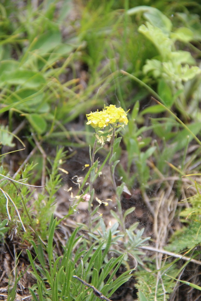Alyssum armenum photo 3
