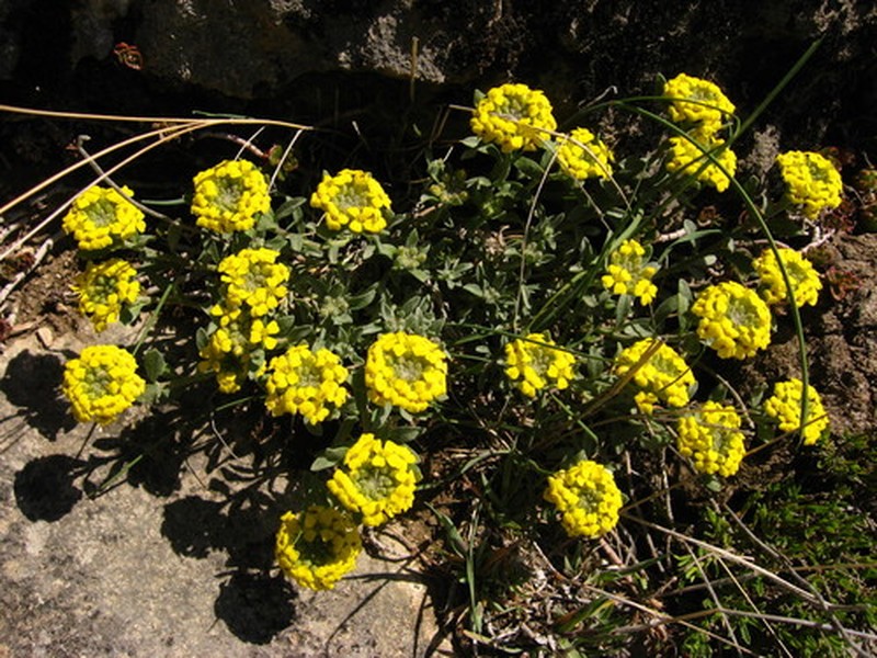 Alyssum armenum photo 6