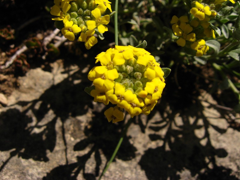 Alyssum armenum photo 7
