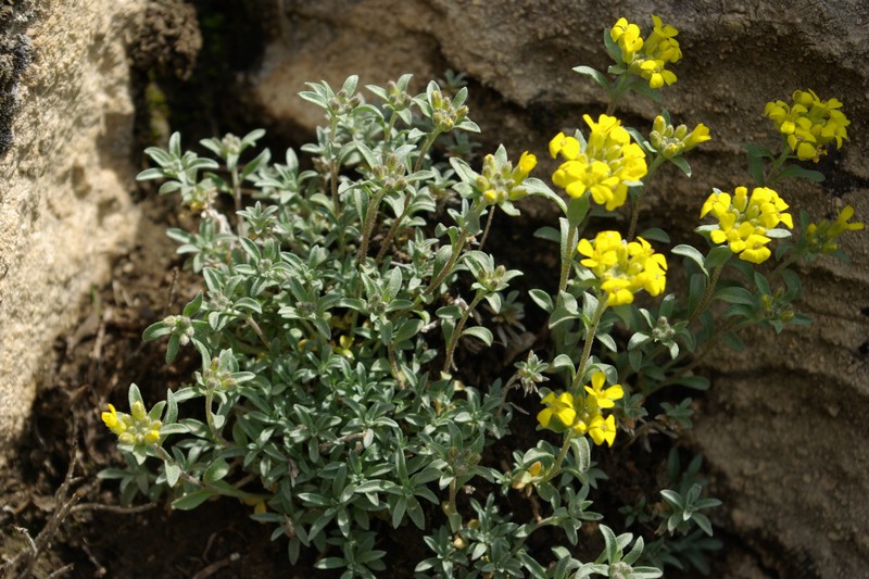Alyssum armenum photo 8