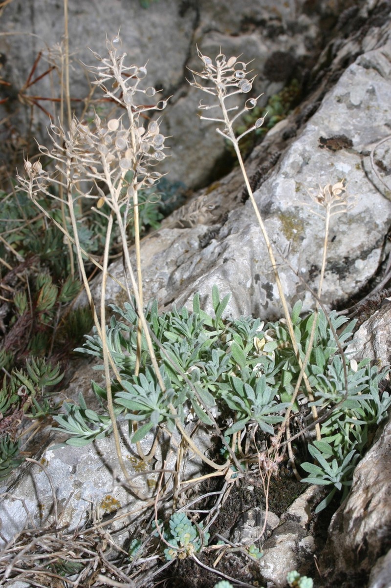 Alyssum atlanticum
