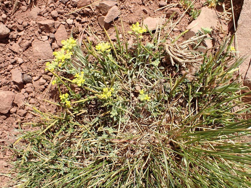 Alyssum atlanticum photo 2