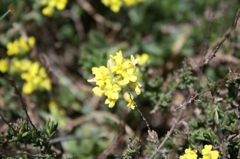 Alyssum atlanticum photo 3