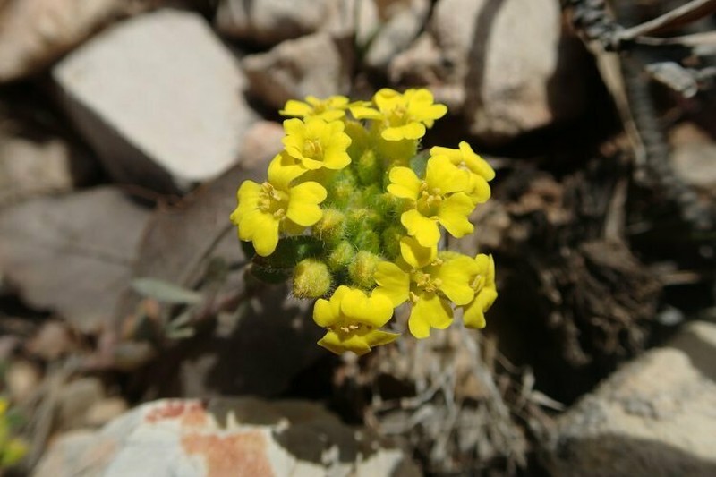 Alyssum atlanticum photo 4