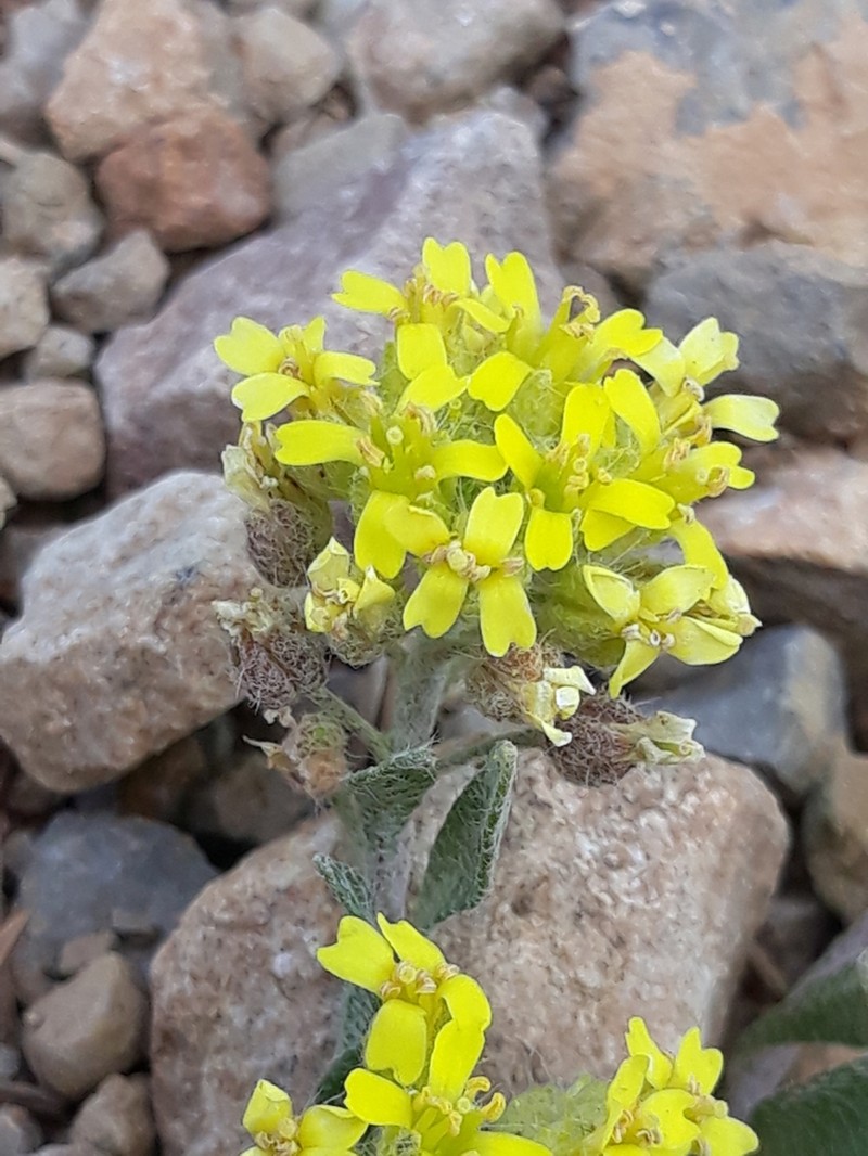 Alyssum atlanticum photo 5